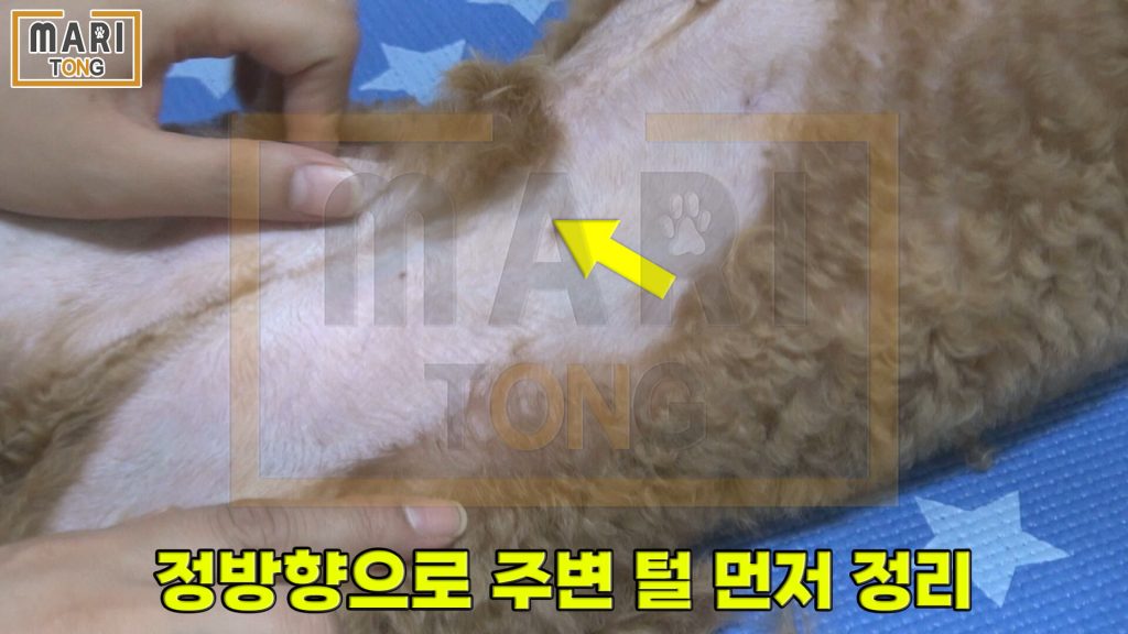강아지 셀프미용 수컷 강아지 생식기 털 미는 방법