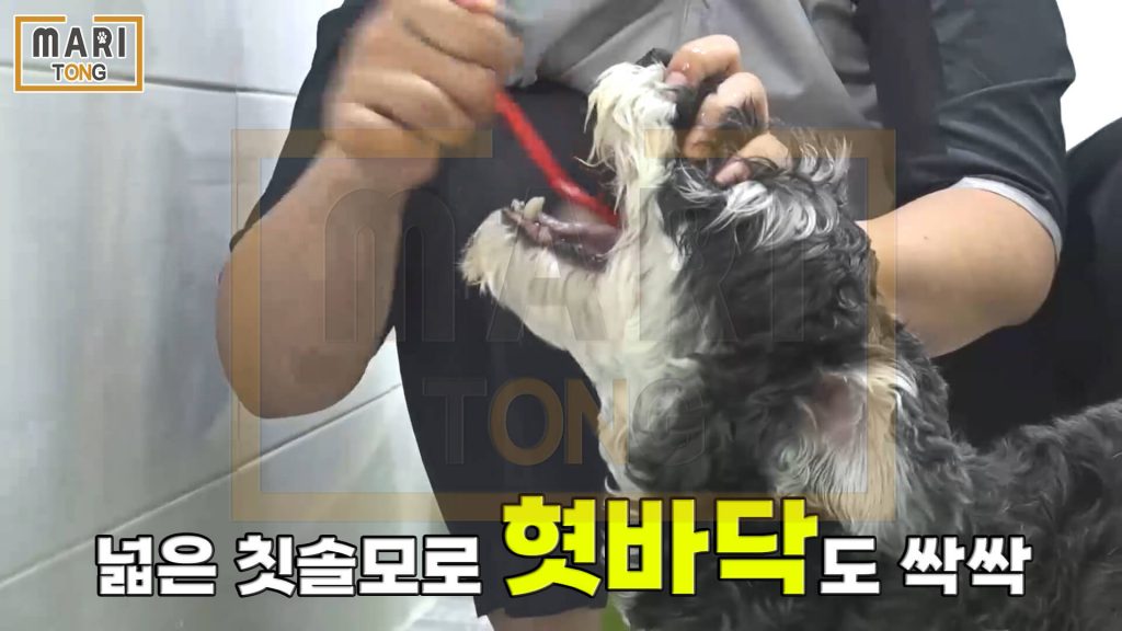 강아지 셀프미용 강아지 양치질 쉽게 하는 법