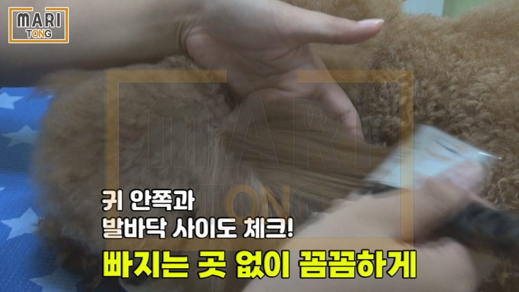 강아지 셀프미용 강아지 드라이기 바람 강도