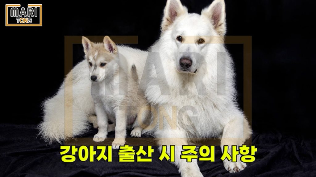 강아지 동물병원 강아지 출산시 주의점