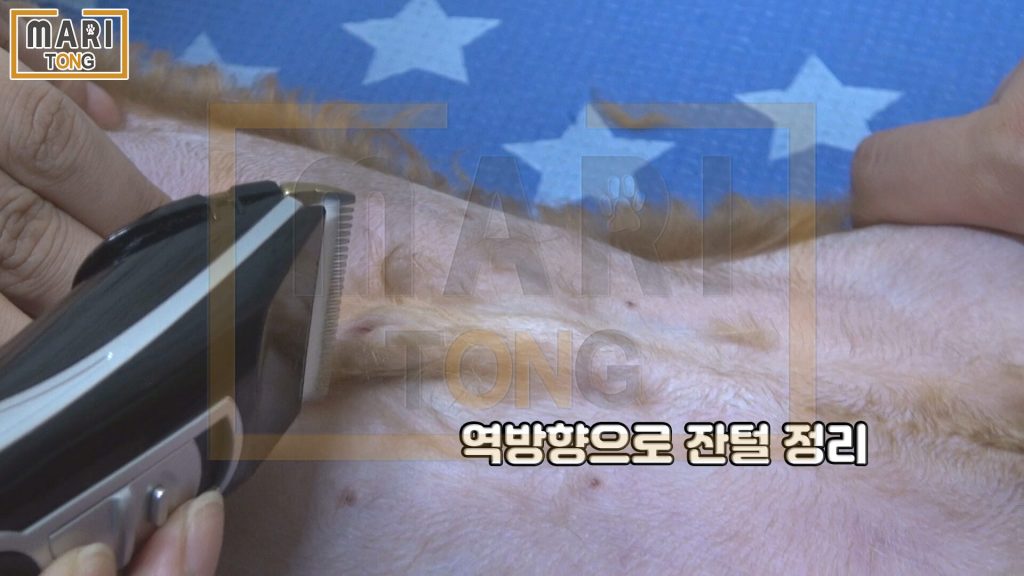 강아지 셀프미용 강아지 클리퍼 사용 방법