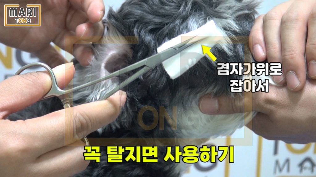 강아지 셀프미용 강아지 귀 청소 방법  - 탈지면