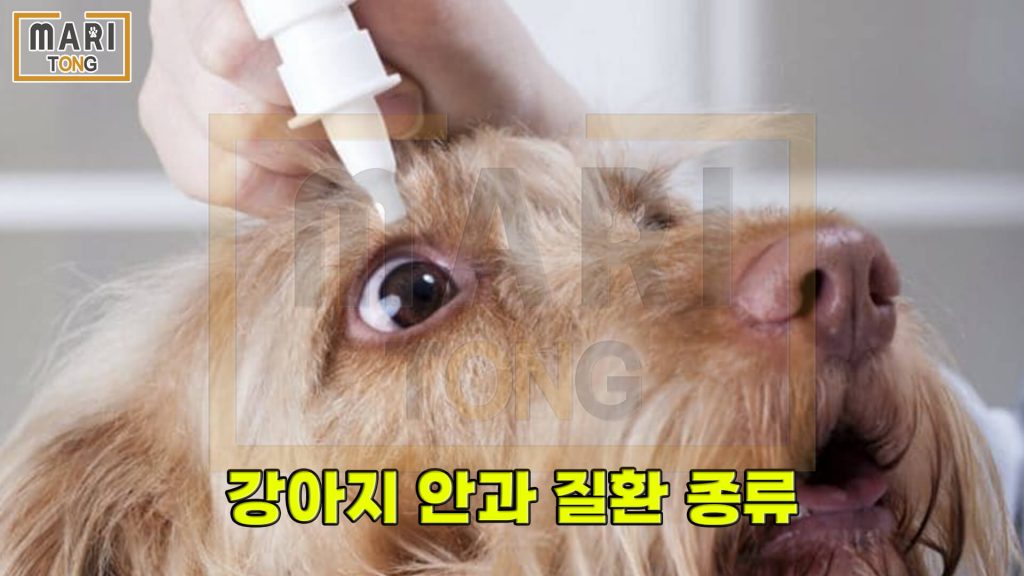 강아지 동물병원 강아지 안과 질환 종류