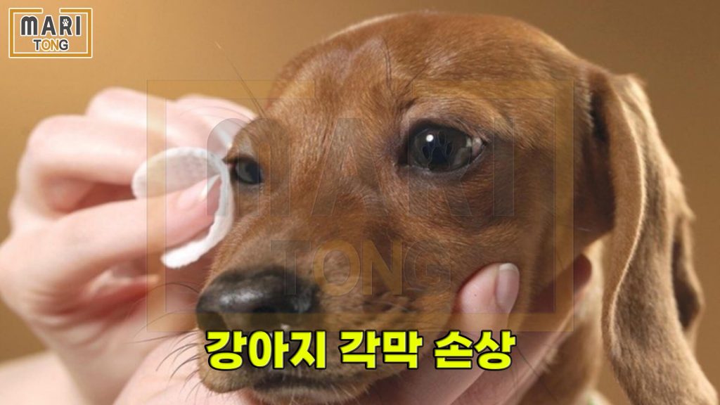 강아지 각막 손상