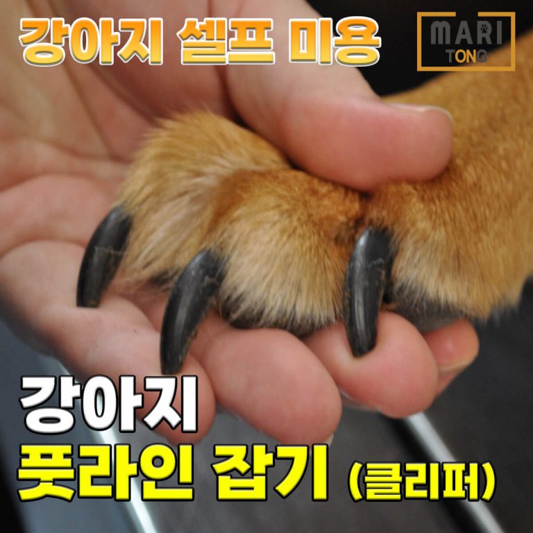 강아지 발등 털 미는 방법