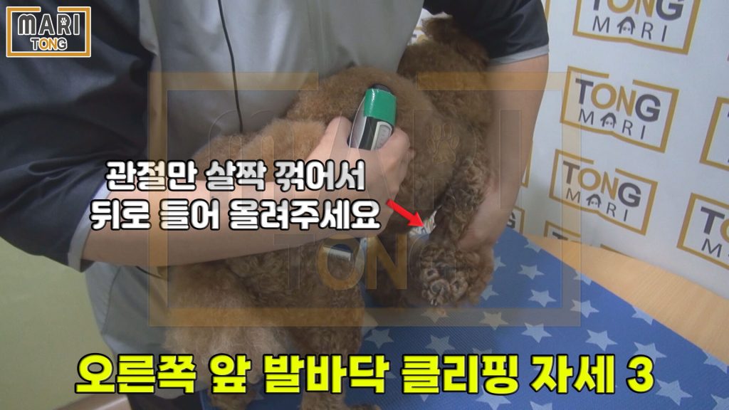 강아지 셀프미용 강아지 발바닥 털 자르는 방법