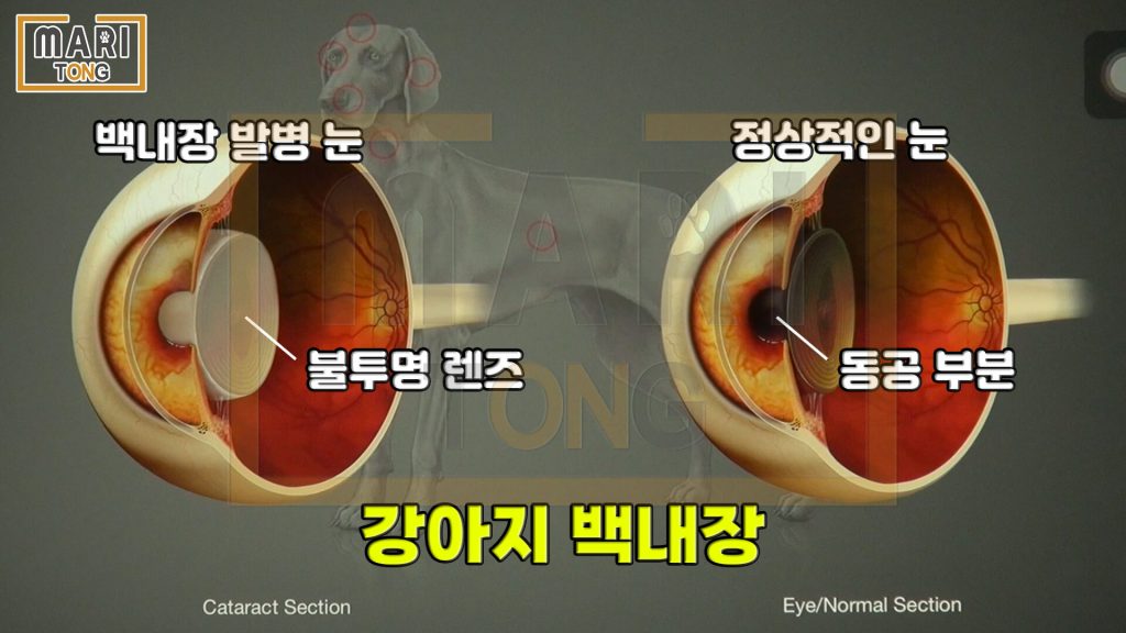 강아지 안구 질환 노령견 백내장