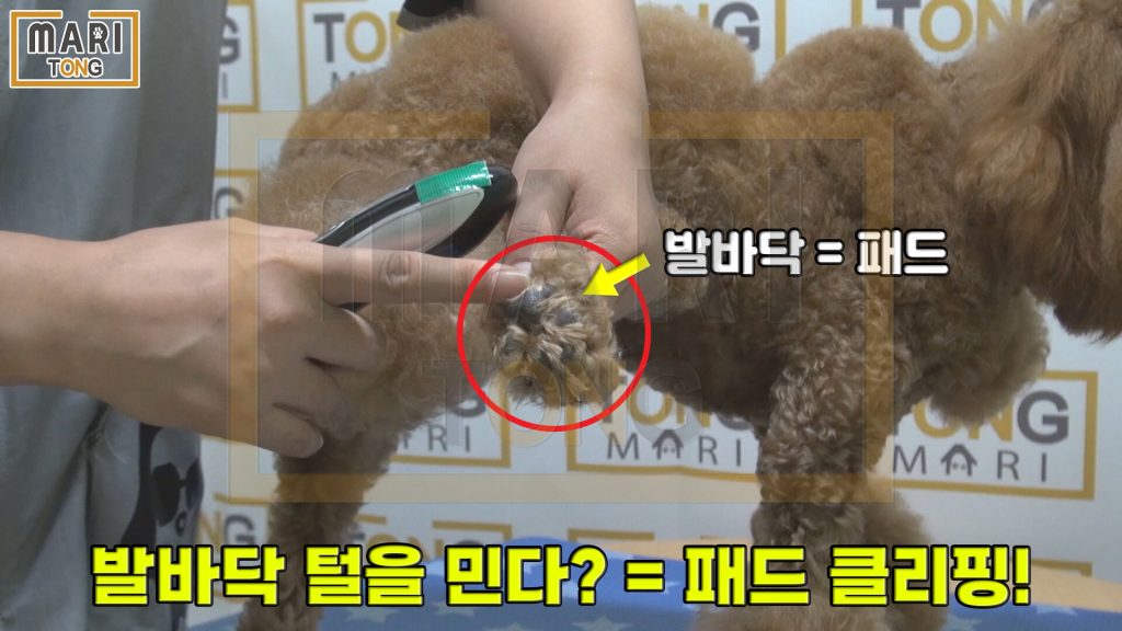 강아지 발바닥 털 깎는 방법