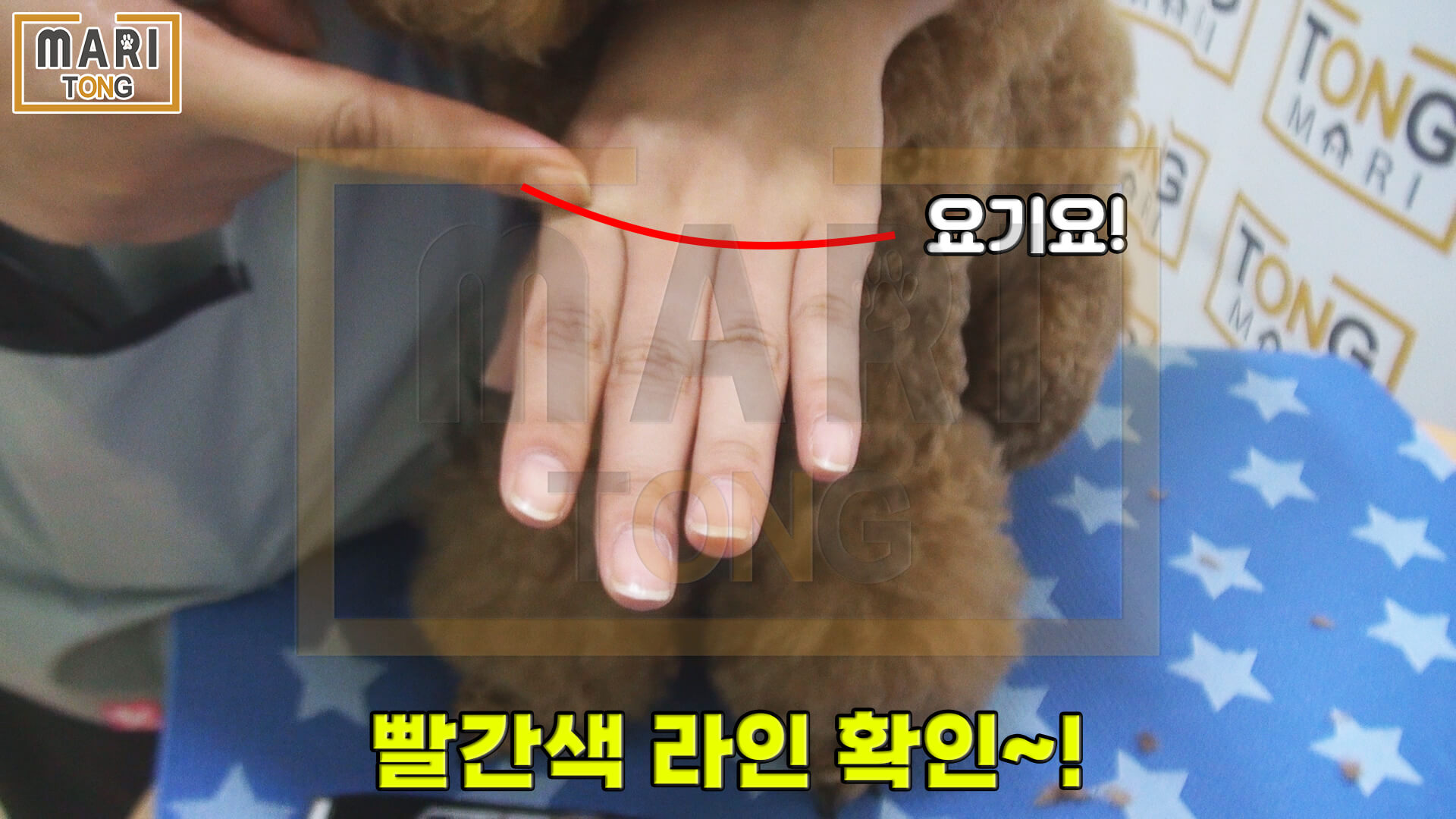 강아지 셀프미용 강아지 발등 털 클리핑 방법