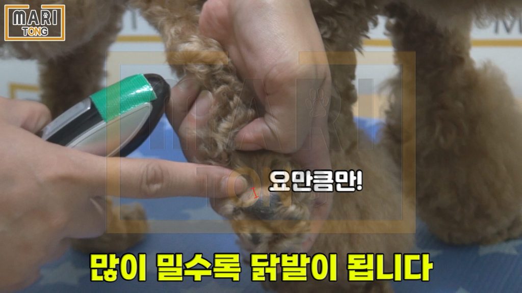 강아지 셀프미용 강아지 발바닥 털 미는 방법