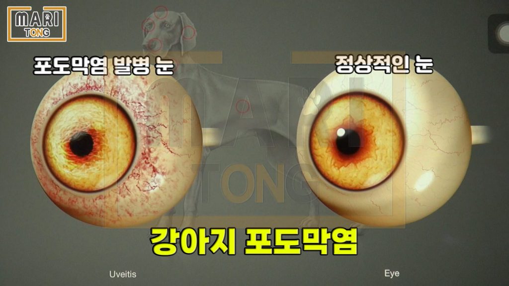 강아지 안구 질환 우베이티스_강아지 포도막염