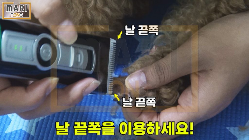 강아지 셀프미용 강아지 발 털 쉽게 미는 방법
