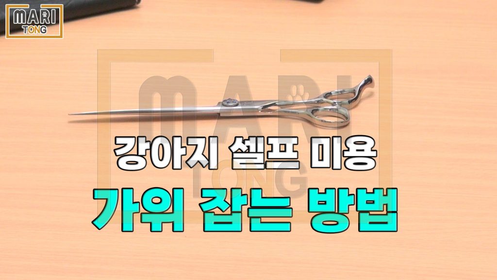 강아지 셀프미용 애견 미용 가위 사용 방법