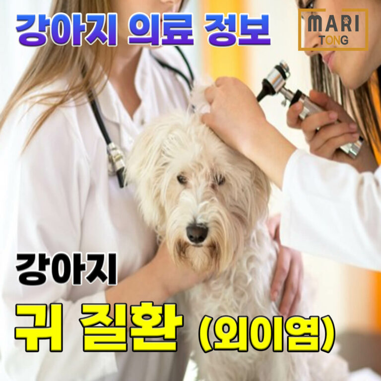 강아지 귀 질환