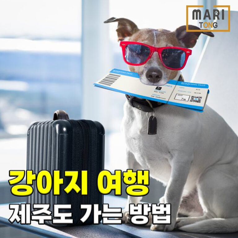 강아지 제주도 여행