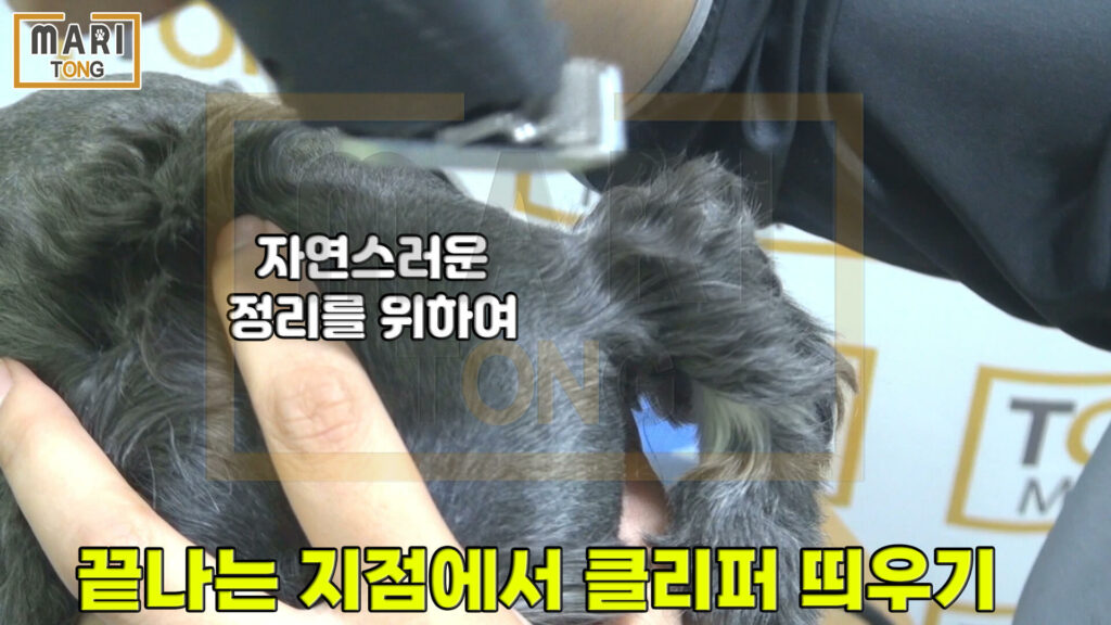 강아지 귀 털 미는 방법