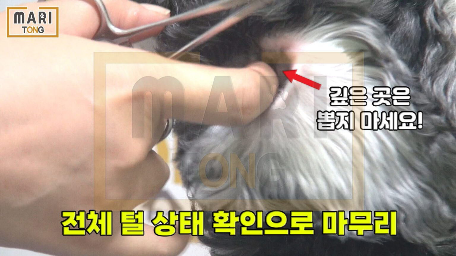 강아지 귀 청소 방법 5단계 강아지 귀 청소 방법 5단계
