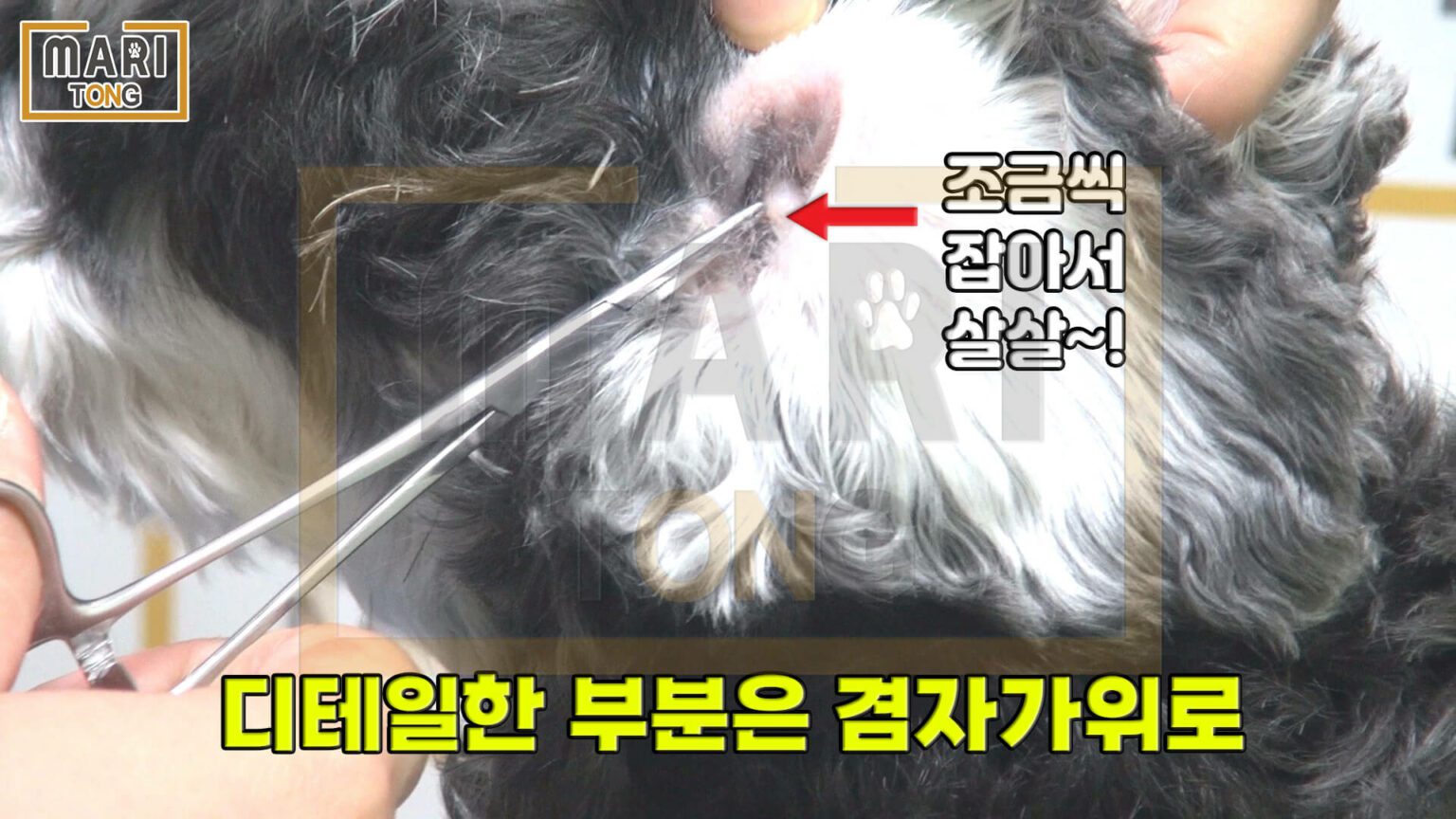 강아지 귀 청소 방법 5단계 강아지 귀 청소 방법 5단계