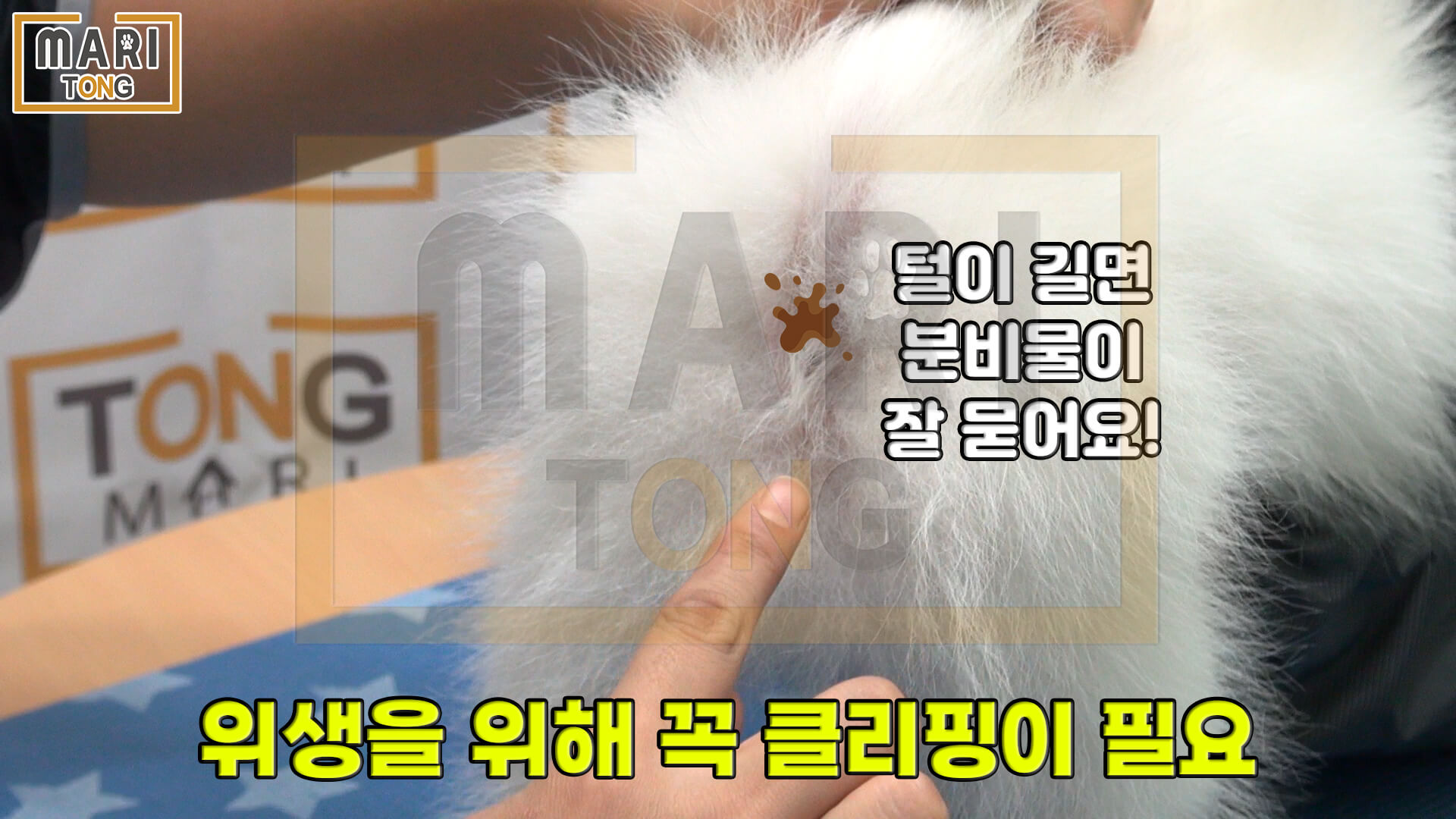 강아지 엉덩이 털 똥꼬털 미는 방법 4가지 - 마리통