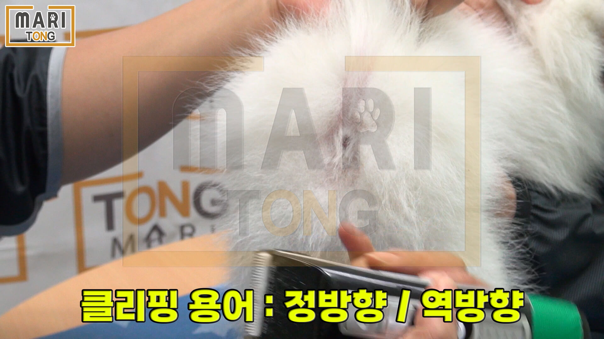 강아지 엉덩이 털 똥꼬털 미는 방법 4가지 - 마리통