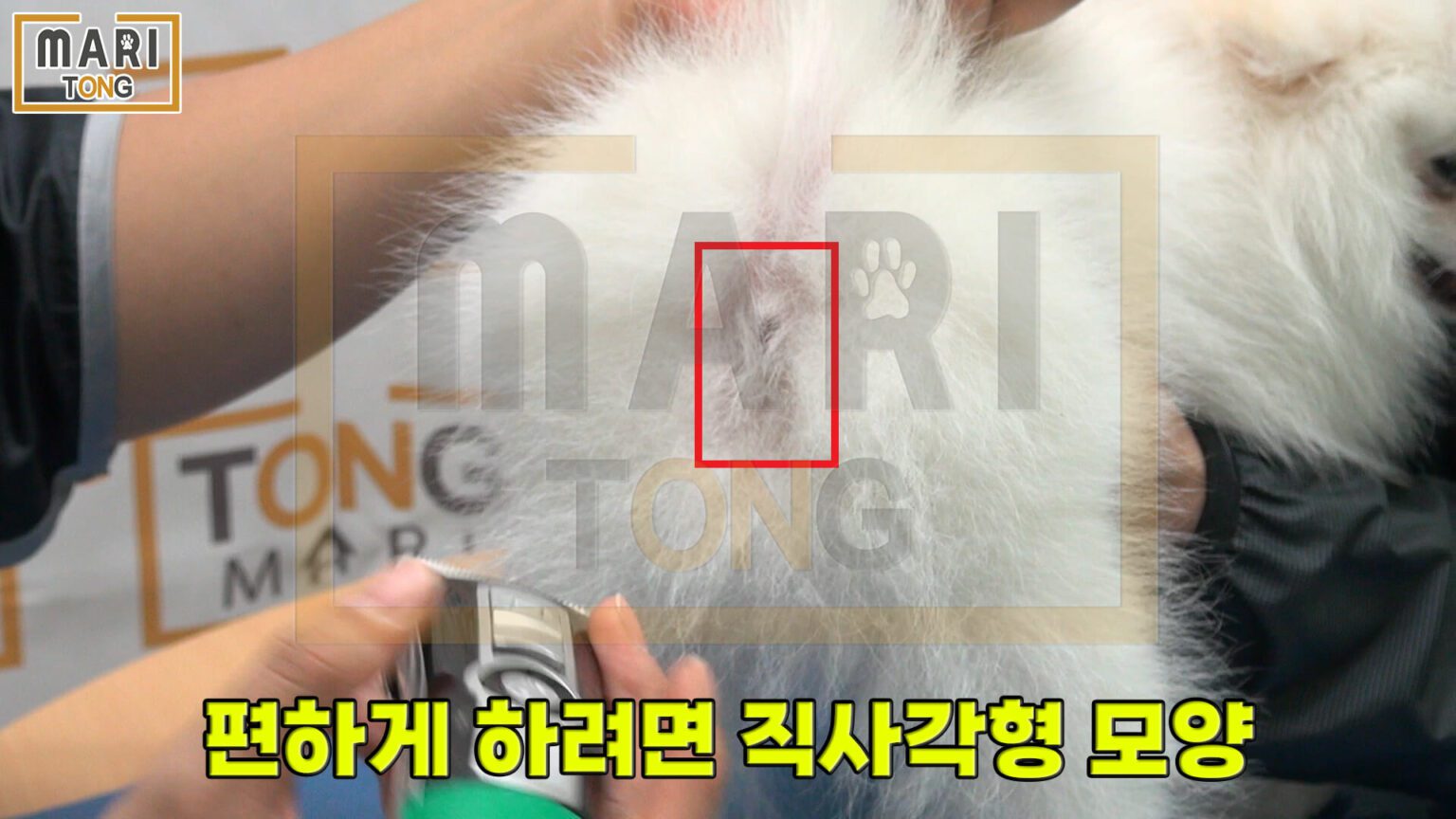 강아지 엉덩이 털 똥꼬털 미는 방법 4가지 - 마리통