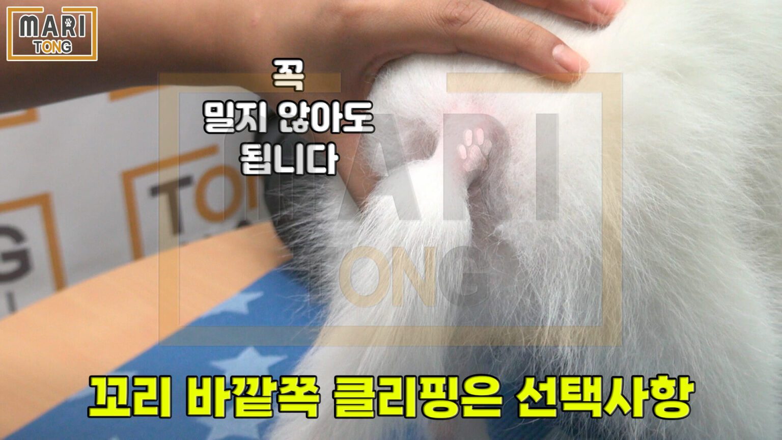 강아지 엉덩이 털 똥꼬털 미는 방법 4가지 - 마리통