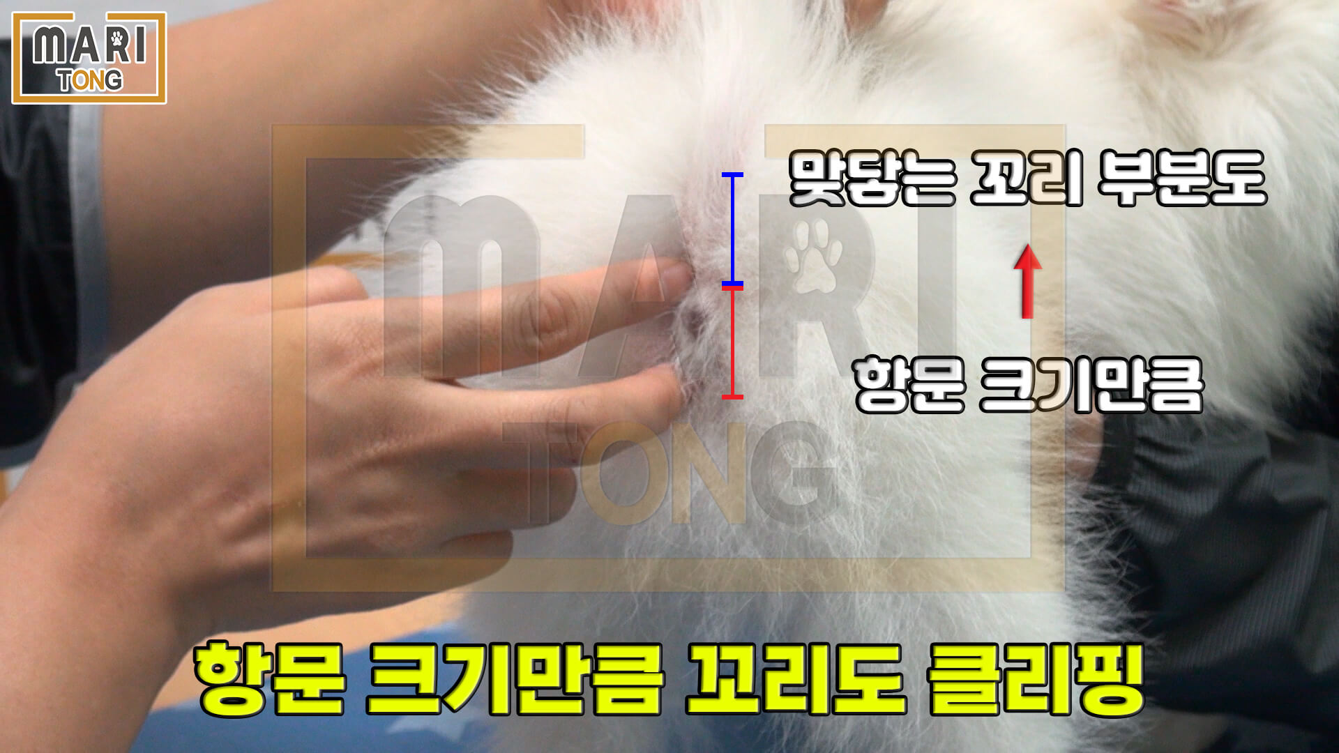 강아지 엉덩이 털 똥꼬털 미는 방법 4가지 - 마리통