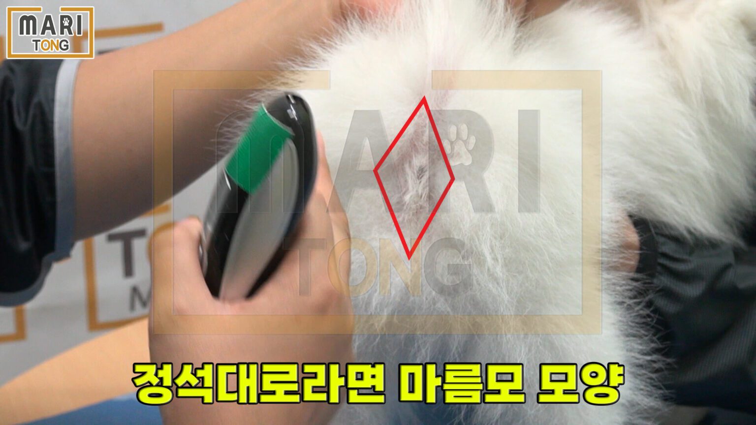 강아지 엉덩이 털 똥꼬털 미는 방법 4가지 - 마리통