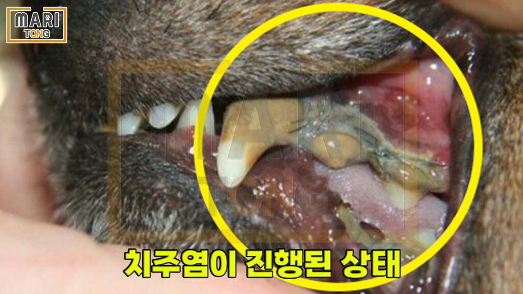 강아지-셀프미용-강아지-치주염